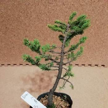 蝦夷松盆栽の投稿画像一覧 Greensnap グリーンスナップ