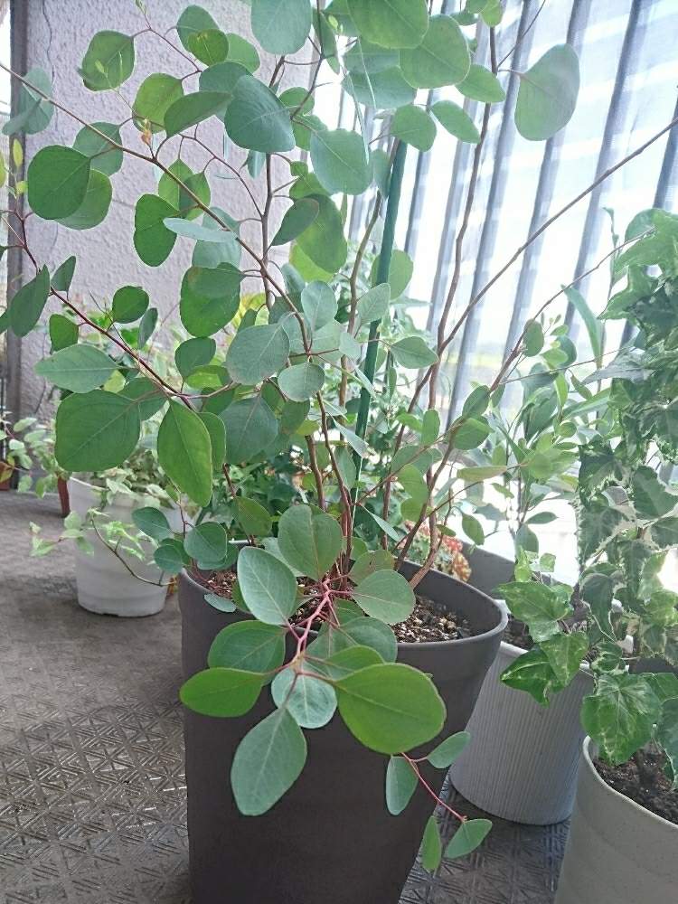 ユーカリ ポポラス好きの投稿画像 By シエラさん ユーカリポポラス と観葉植物と緑のある暮らしとジャングル化計画 19月5月21日 Greensnap グリーンスナップ