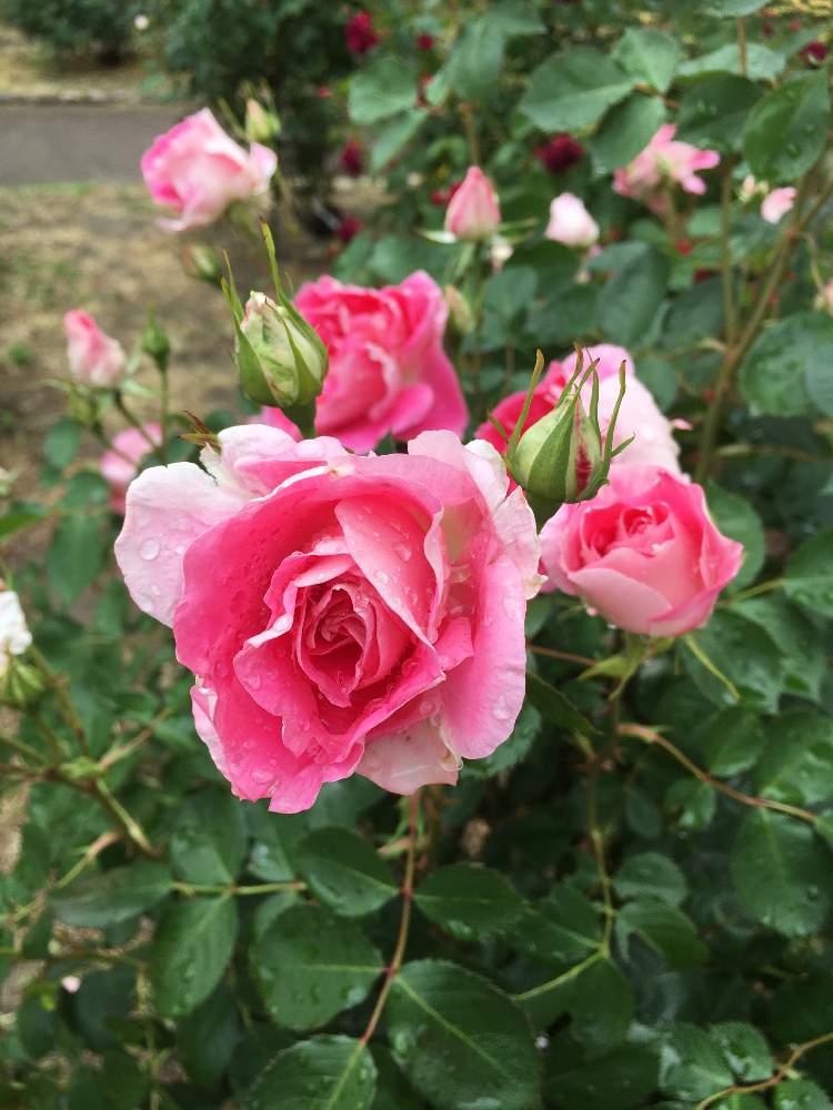 薔薇 ケアフリーワンダーの投稿画像 By コーネリアさん 雨上がりと雨に輝くとピンクの薔薇 と1番花と中輪房咲きと花のある暮らしとフリル咲きとお散歩と公園の花とバラ ミニバラ 19月5月21日 Greensnap グリーンスナップ