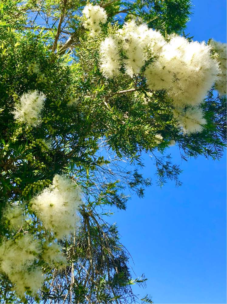 メラレウカスノーインサマーの投稿画像 By ちょこ さん 公園と駅前と白い花が咲く木 19月5月 21日 Greensnap グリーンスナップ