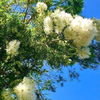 白い花が咲く木の投稿画像一覧 Greensnap グリーンスナップ