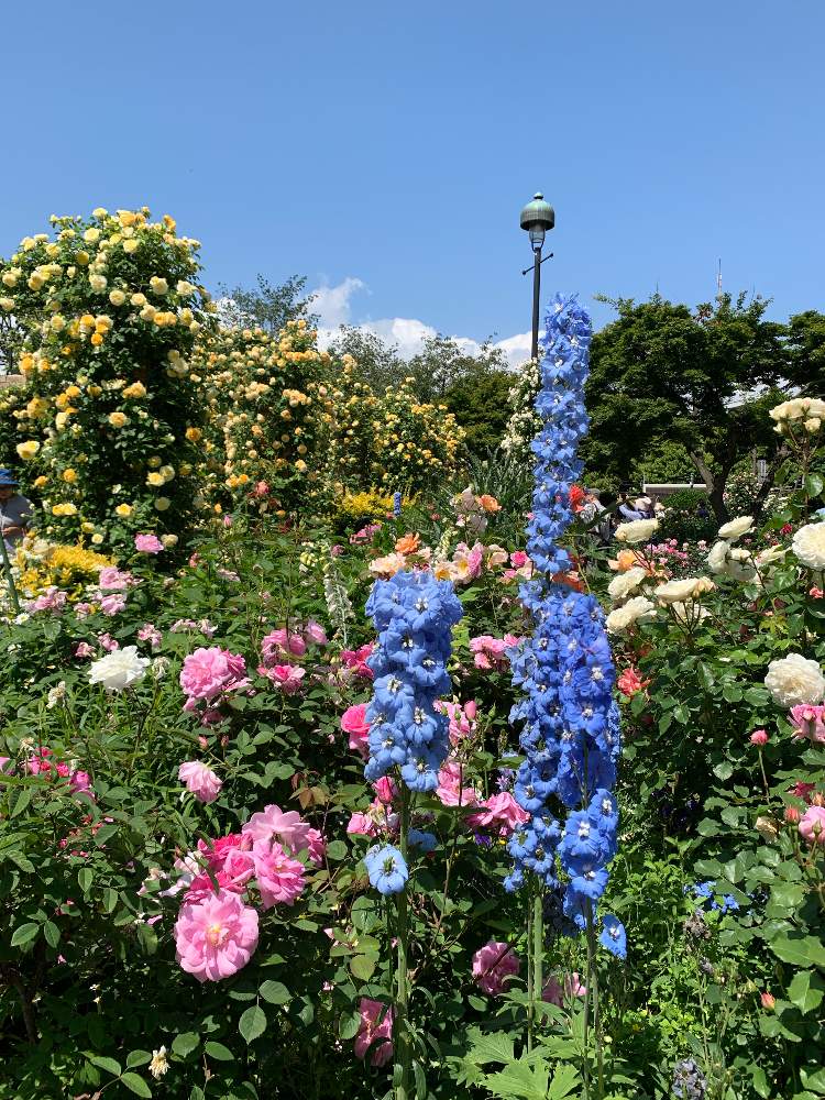 港の見える丘公園イングリッシュローズガーデン Greensnap グリーンスナップ