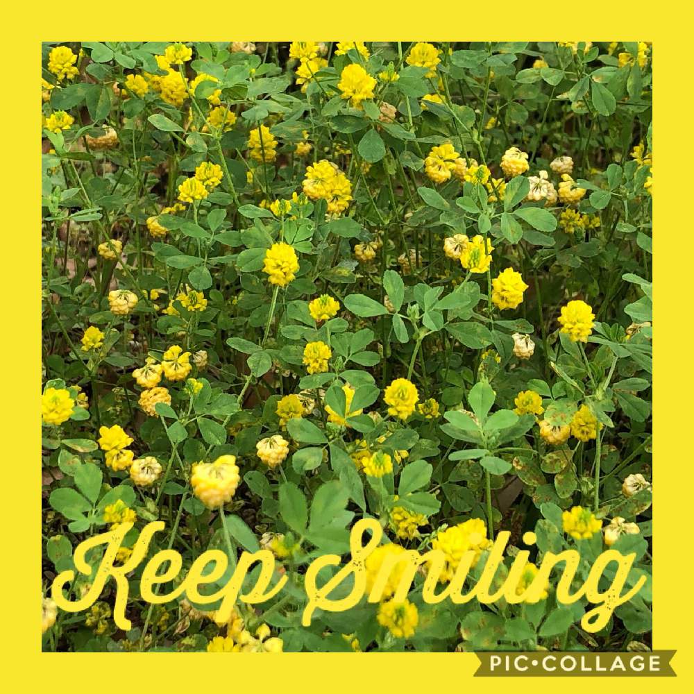 クスダマツメクサ幸せの黄色いクローバーの投稿画像 By ゆっちさん クスダマツメクサといつも いいね ありがとうございます とリラックスタイム ﾟとmay とビタミンカラーと花のある暮らしとスマホ撮り 19月5月21日 Greensnap グリーンスナップ