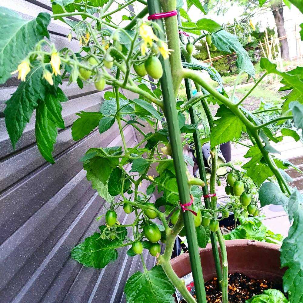 ミニトマト成長記録 Greensnap グリーンスナップ