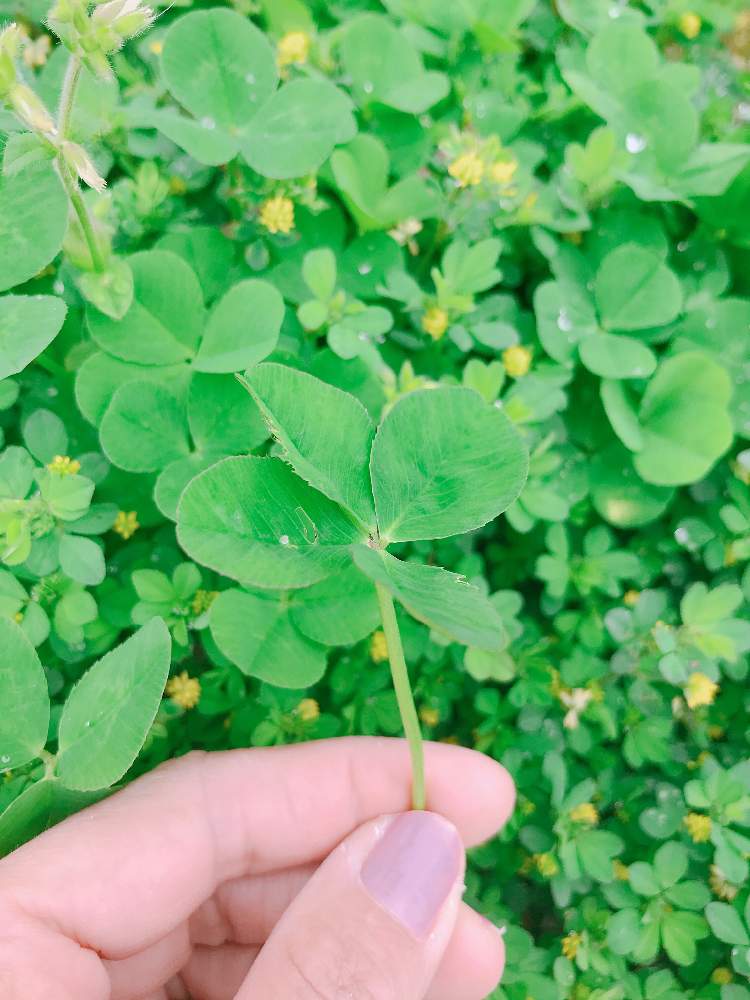 クローバーの投稿画像 By あやのさん 四つ葉のクローバーと令和最初の植物とgs映えとgs日和とno Green No Lifeと緑のある暮らしと花のある暮らし 19月5月21日 Greensnap グリーンスナップ
