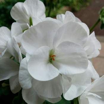 やっぱり白が好き♡の画像 by hiroさん | エントランスとゼラニウムと花のある暮らしとやっぱり白が好き♡