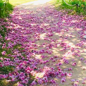 花筵の投稿画像一覧 Greensnap グリーンスナップ 花筵の投稿画像一覧 Greensnap グリーンスナップ