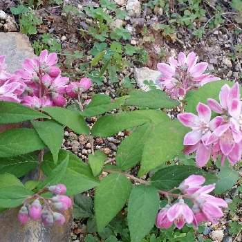 ウツギ ピンクの投稿画像一覧 Greensnap グリーンスナップ