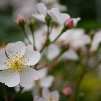 モッコウバラ一重咲きの投稿画像一覧 Greensnap グリーンスナップ