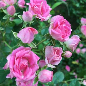 五月の花の画像 by ミッキーさん | ミニバラと五月と庭の風景と小ぶりでかわいいと庭の花と五月の花と今日の一枚とグリーンスナップ大好きと花のある暮らしと可愛いピンク色♡とバラ・ミニバラ