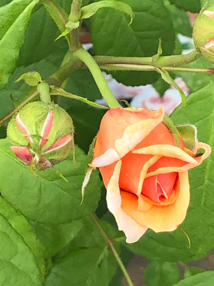 薔薇の名前は の投稿画像 By ピンクのサンダルさん キュンキュン乙女倶楽部と幸せ と良い天気と感謝とgs映えとニコニコ とオレンジ色と花のある暮らしとお散歩とお出かけ先とキュンキュン乙女倶楽部と幸せ と良い天気と感謝とgs映えとニコニコ とオレンジ色と花の