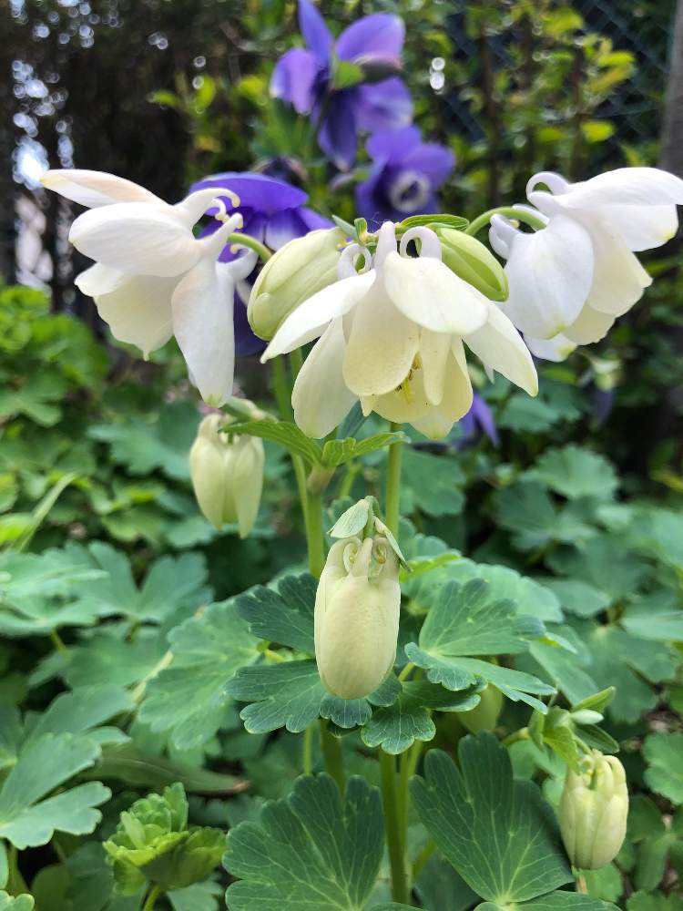 オダマキの投稿画像 By みっこさん Greensnapmarcheと楽しい土いじりと花のある暮らしと北海道の庭と北海道とオダマキの花 19月5月22日 Greensnap グリーンスナップ