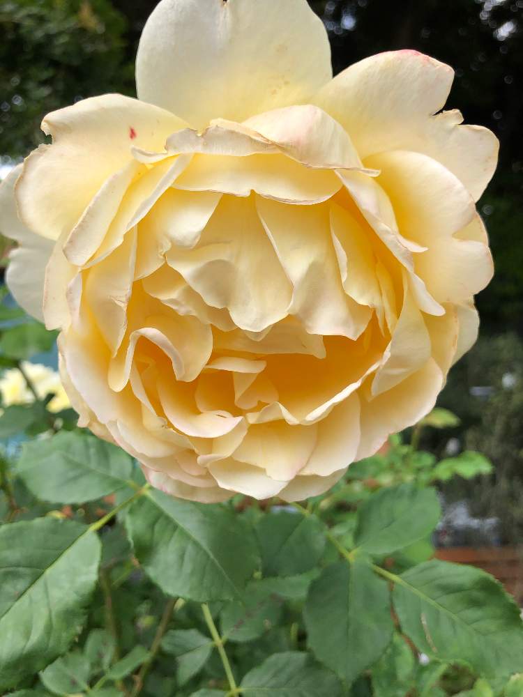 薔薇の名前は の投稿画像 By ピンクのサンダルさん キュンキュン乙女倶楽部と幸せ とクリーム色と大輪のバラと良い天気と感謝とgs映えと祈りとニコニコ と花のある暮らしとお散歩 19月5月22日 Greensnap グリーンスナップ
