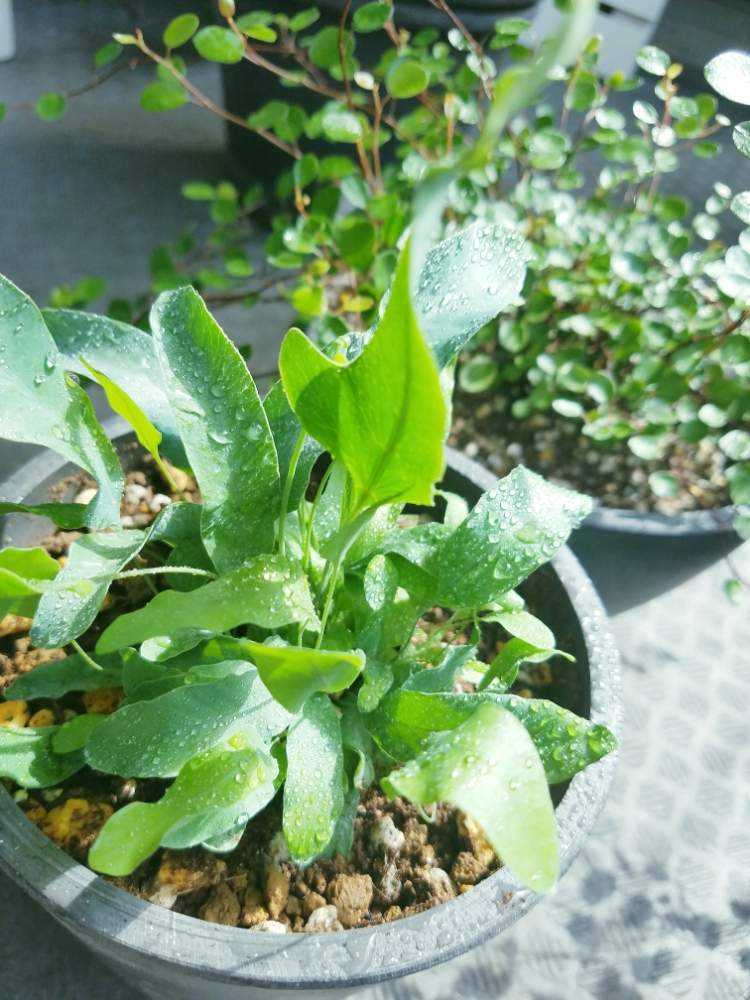 ワイヤープランツの投稿画像 By ヒロミンさん フレボディウム ブルースターと観葉植物とみどりのある暮らしと常緑シダ類 19月5月22日 Greensnap グリーンスナップ ワイヤープランツの投稿画像 By ヒロミンさん フレボディウム ブルースターと観葉植物とみどりのある暮らしと常緑シダ類 19月5月22日 Greensnap グリーンスナップ