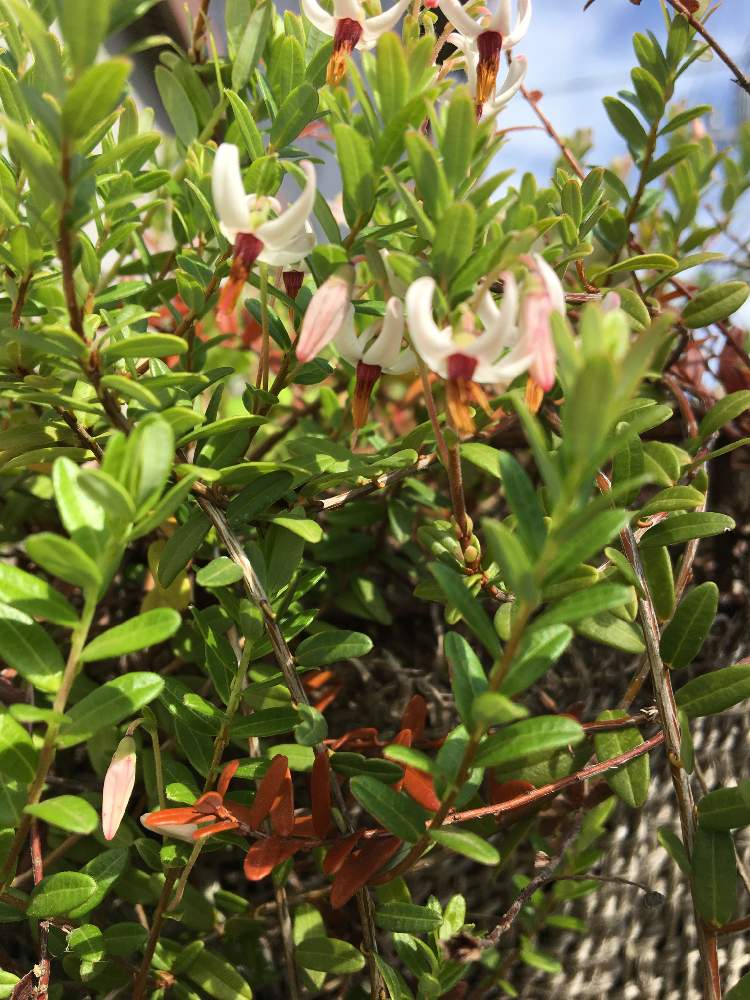 クランベリーの投稿画像 By Rabeさん 花のある暮らしと路地のお花と果実の花 2019月5月22日 Greensnap グリーンスナップ