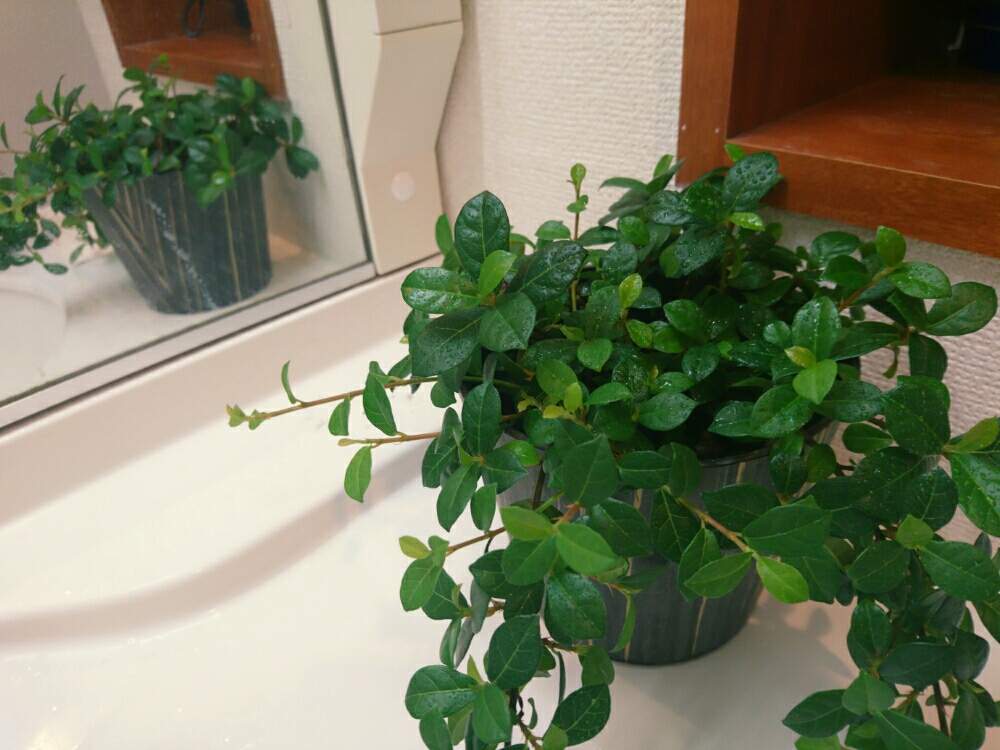 観葉植物の投稿画像 By ぐりーんさん つる性植物と ガジュマルとバス トイレと緑のある暮らしとフィカスシャングリラと観葉植物とつる性植物と ガジュマルと緑のある暮らしとフィカスシャングリラ 19月5月22日 Greensnap グリーンスナップ Greensnap