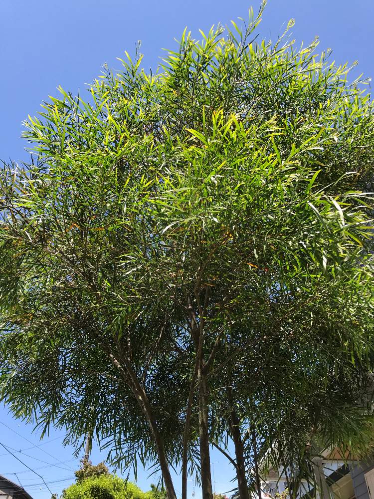 アカシア フロリバンダの投稿画像 By あっくんさん 地植えとオーストラリア ネイティヴプランツとオージープランツと葉っぱが好き 19月5月22日 Greensnap グリーンスナップ
