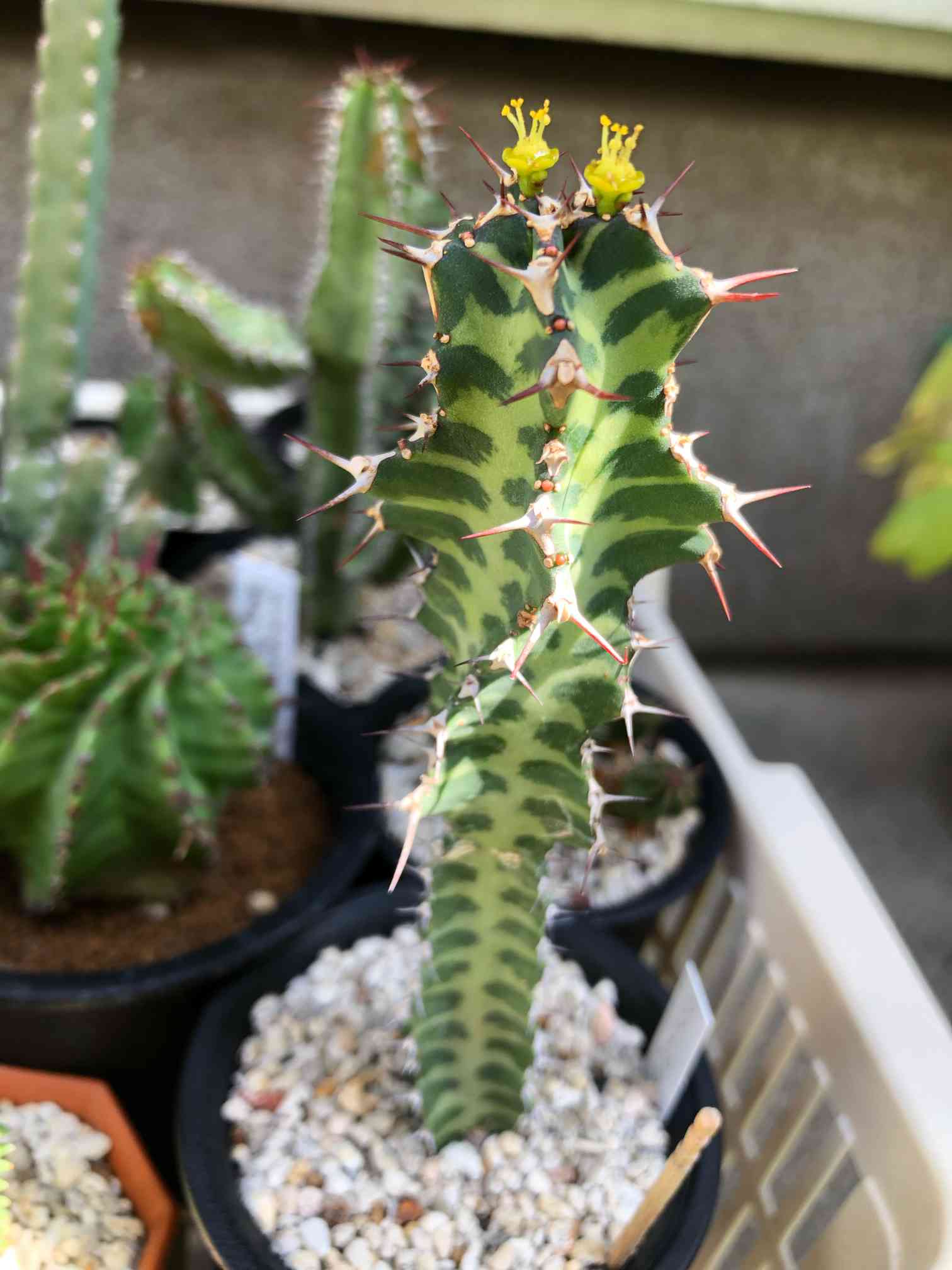 Special Euphorbia なかなか頻繁には入荷しないようなスペシャル