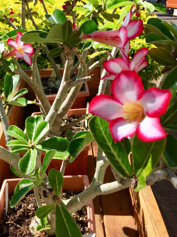 アデニウムの投稿画像 By Lauleaさん 砂漠のバラとdesert Roseと塊根植物と花のある暮らしとハワイとlanai 19月5月22日 Greensnap グリーンスナップ