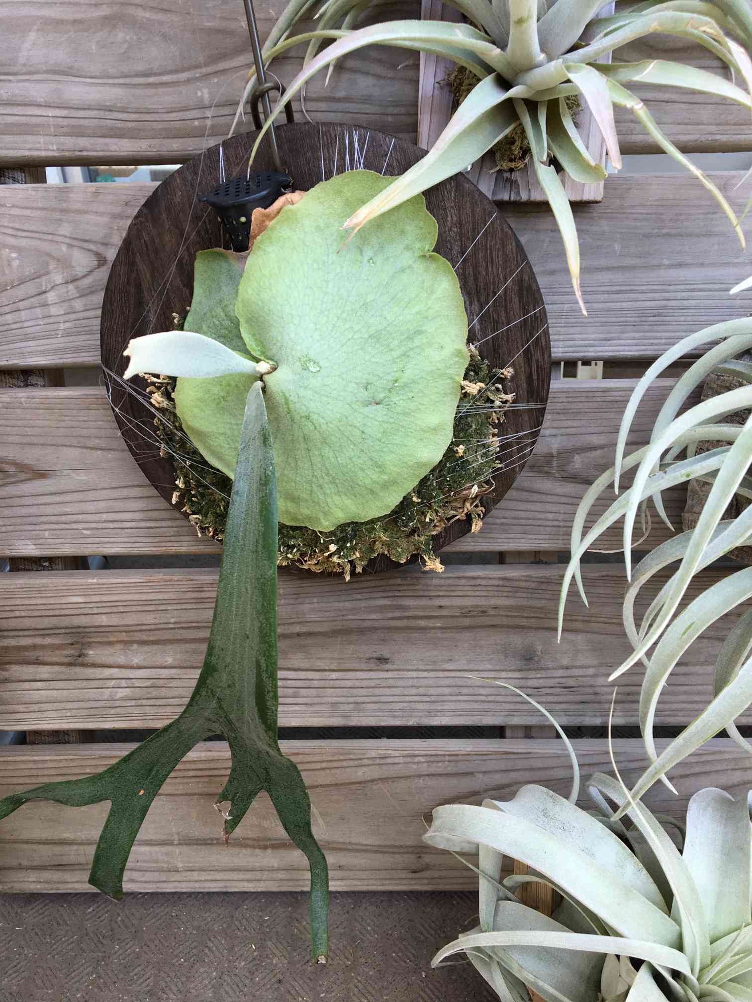 バクスポの貯水葉からの新芽 ビカクシダの森