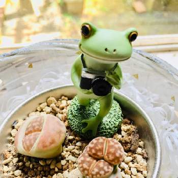 リトーブスの脱皮の投稿画像一覧 Greensnap グリーンスナップ