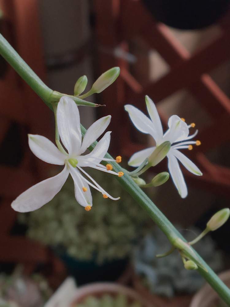 すべての美しい花の画像 新着オリヅルラン 花が咲かない