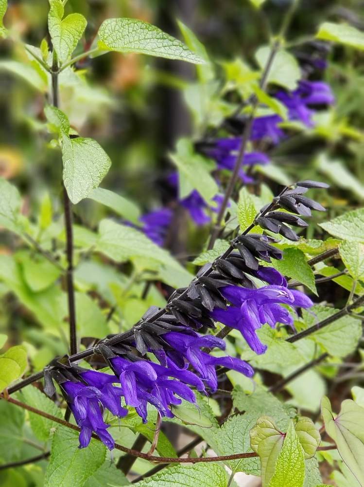 サルビア ガラニチカの投稿画像 By ジジさん 19月5月22日 Greensnap グリーンスナップ