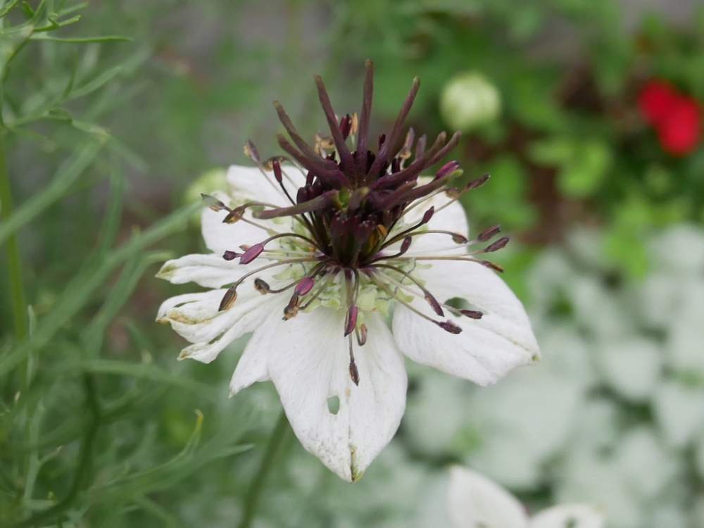 ニゲラ Greensnap グリーンスナップ