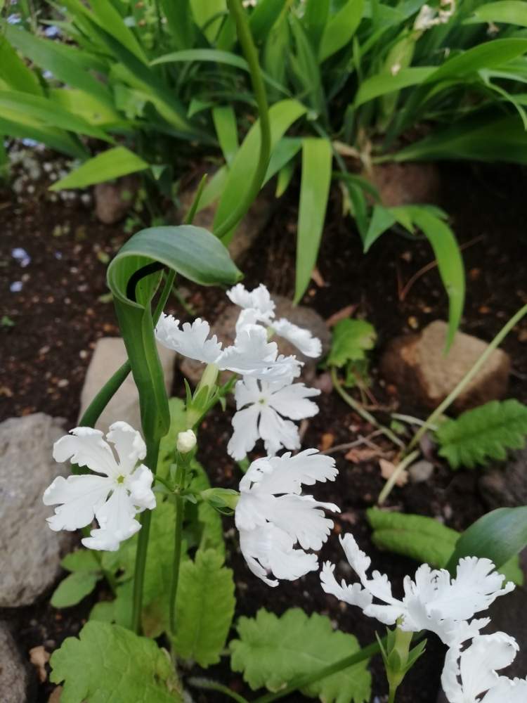 カラスビシャクの投稿画像 By モコモコ さん サクラソウと花のある暮らしとこれは花 と山野草と白い花 19月5月22日 Greensnap グリーンスナップ