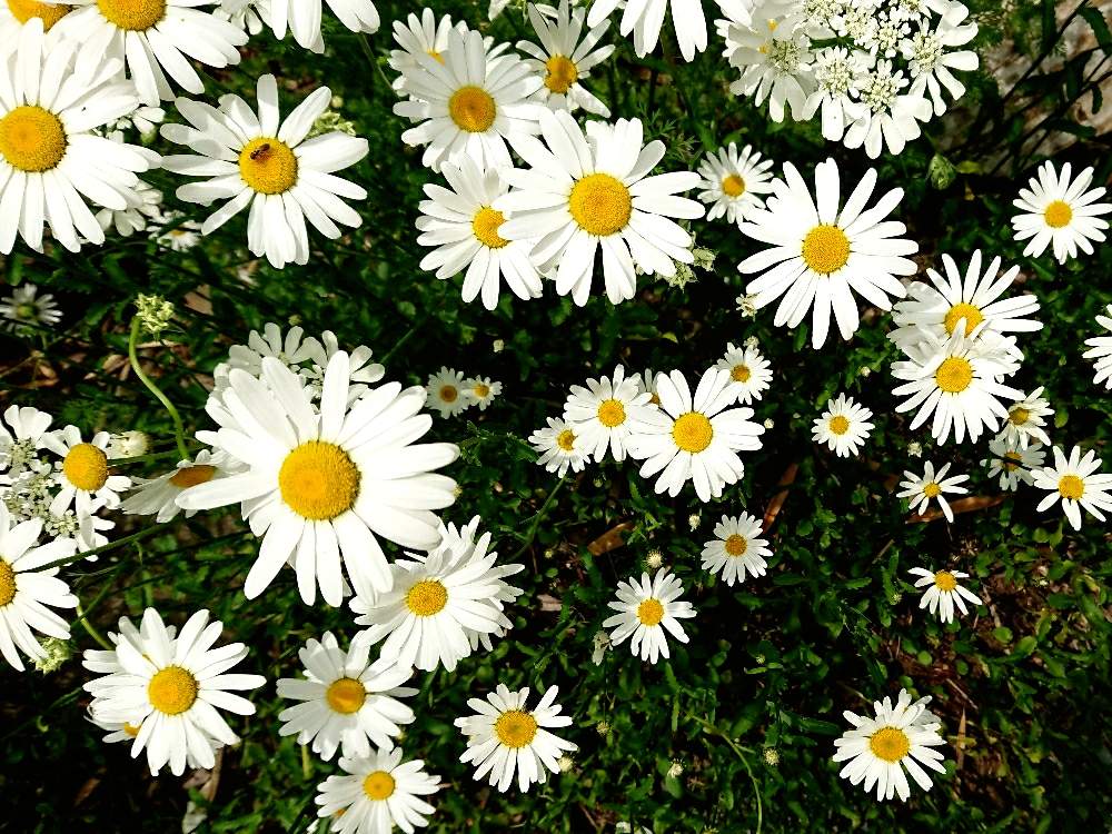 ジョチュウギク 除虫菊の投稿画像 By チャタkmさん 19月5月22日 Greensnap グリーンスナップ Greensnap グリーンスナップ