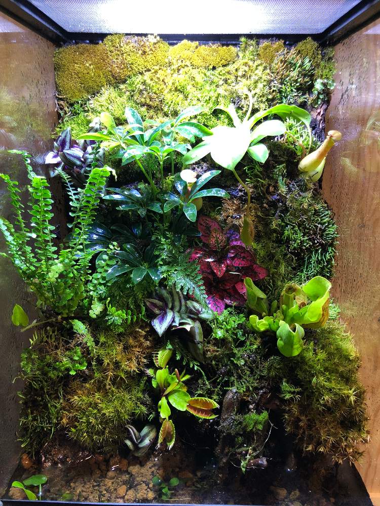 令和最初の植物の投稿画像 By カニリウムさん 苔 コケ と食虫植物とテラリウムとコケリウムと苔玉 19月5月22日 Greensnap グリーンスナップ