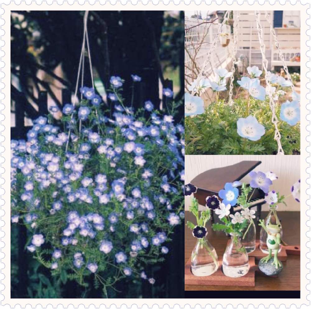 ネモフィラ インシグニス ブルーの投稿画像 By 花時計さん 春の花々色々 と花のある暮らしとgreen Up と一年草と地植えと鉢植えとハンギング 19月5月22日 Greensnap グリーンスナップ