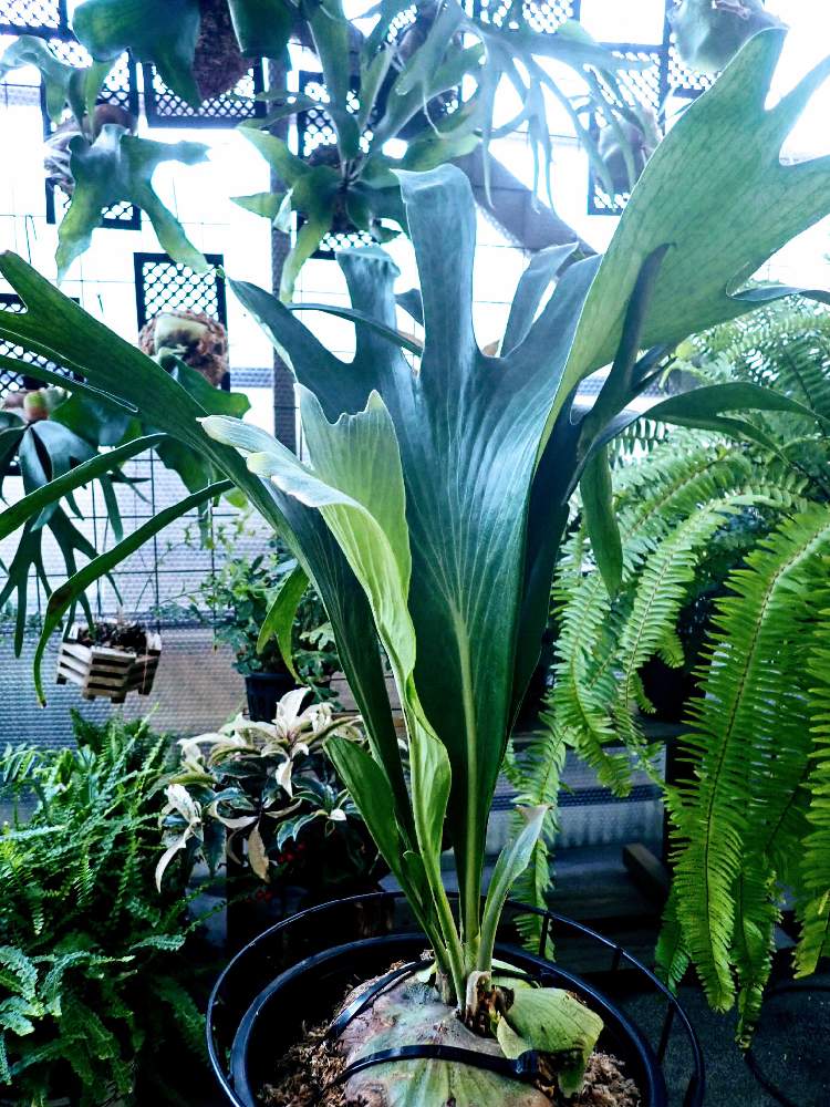 ビカクシダ ヒリーの投稿画像 By デイジーさん P Hillii Drummondと着生植物と コウモリラン とビカクシダ ヒリーと ビカクシダ とp Hilliiと鉢植えとビカクシダ属とヒリーが好きとコウモリラン ヒリー 19月5月22日 Greensnap グリーンスナップ