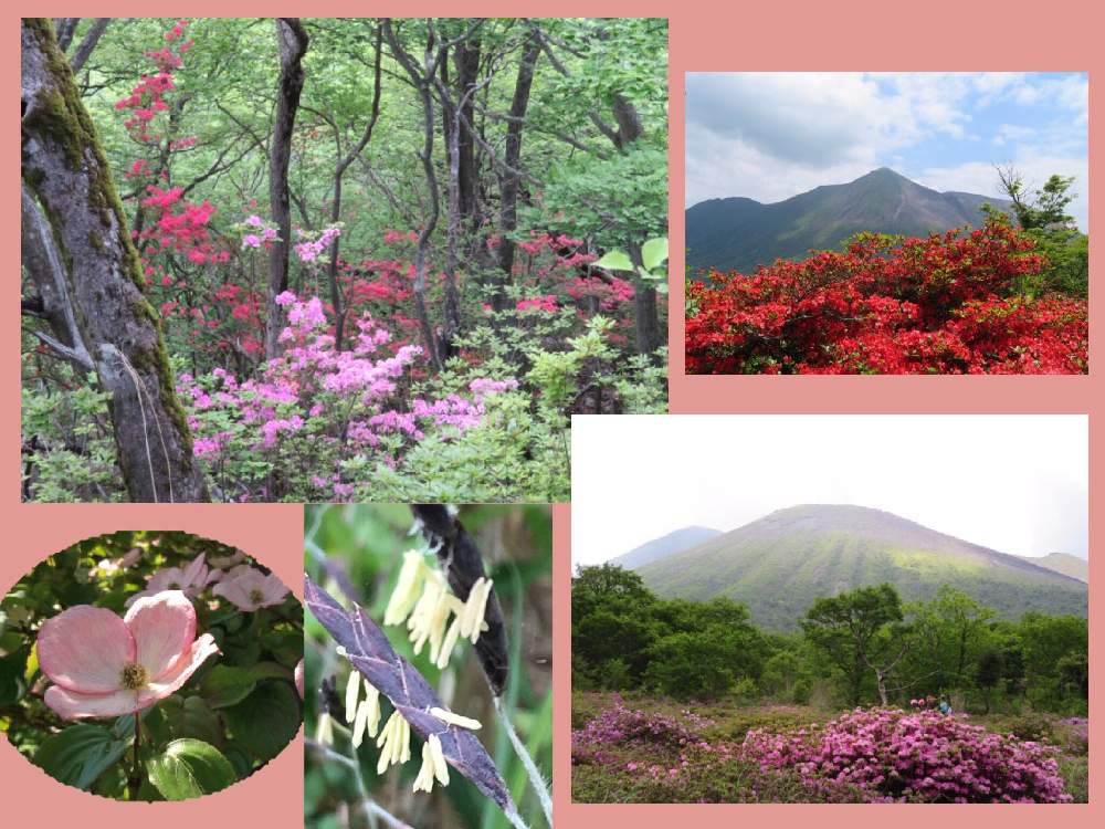 心に強く訴えるミヤマ キリシマ 花 言葉 すべての美しい花の画像