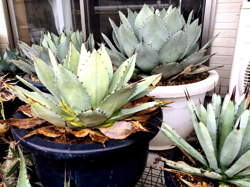 アガベ トランカータ パリー 吉祥天 32 センチ❗ アガベ