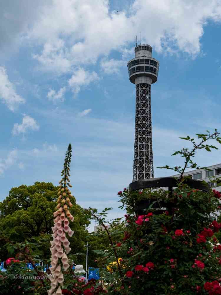 もと(^^;さんの山下公園への投稿