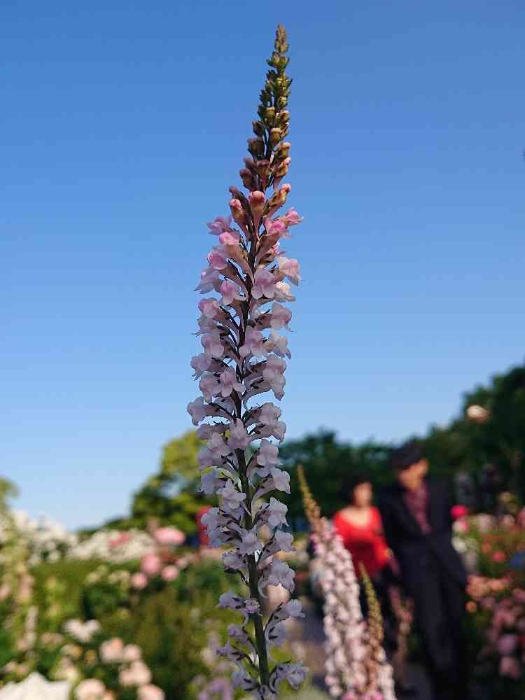 恵さんの山下公園への投稿