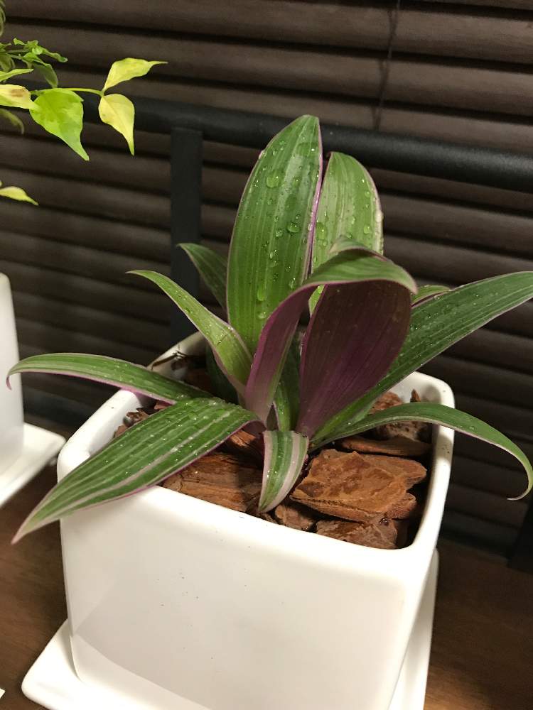 ムラサキオモト 成長日記 Greensnap グリーンスナップ