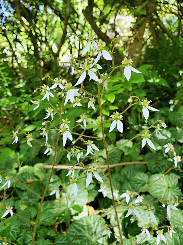 ユキノシタの投稿画像 By オキザックさん お出かけ先とユキノシタ科とユキノシタ属とオキザック野草とユキノシタ科とユキノシタ属とオキザック野草 19月5月22日 Greensnap グリーンスナップ Greensnap グリーンスナップ