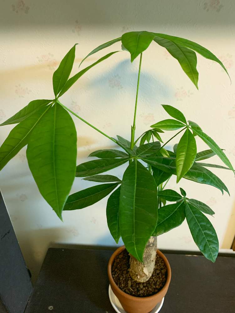 観葉植物の投稿画像 By Doracharaさん 素焼き鉢とパキラくん 19月5月22日 Greensnap グリーンスナップ