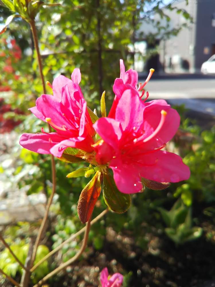 ツツジの投稿画像 By Askさん 庭木と花のある暮らしと北海道の庭 19月5月22日 Greensnap グリーンスナップ