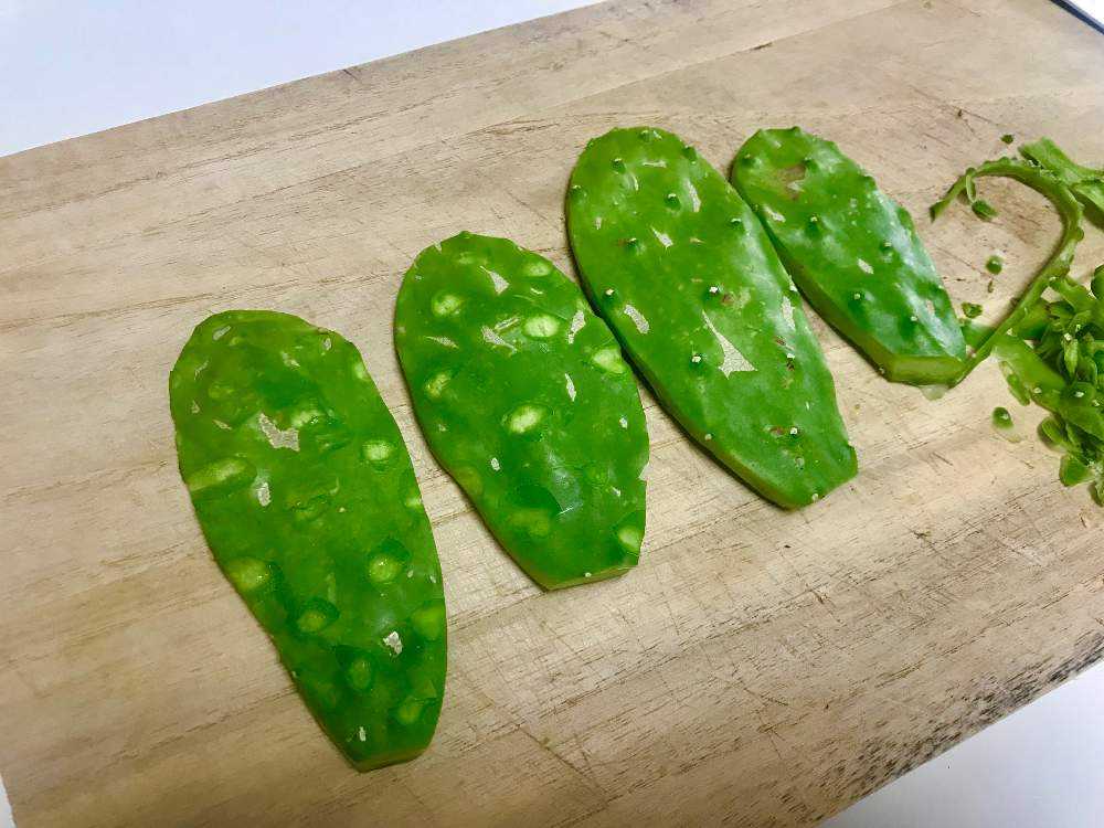 うちわサボテン ノパル 食用サボテン