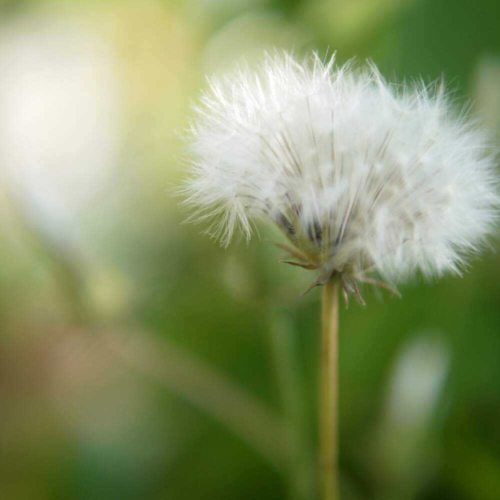 桃色たんぽぽ 綿毛になるまで Greensnap グリーンスナップ