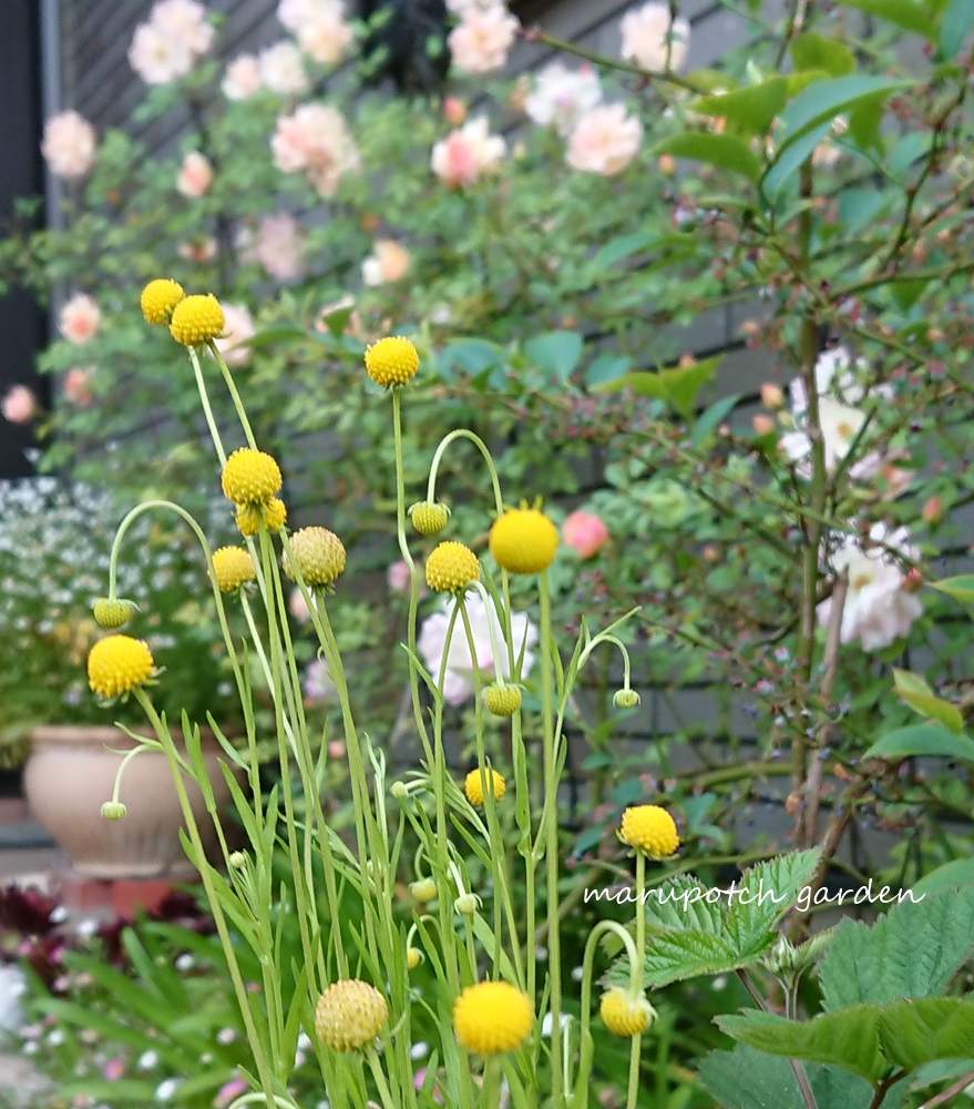 セファラフォラ アロマチカの投稿画像 By まるぽっちさん 小さな庭と香りを楽しむとグリーンのある暮らしとセファラフォラと種まきと種からとgs日和と黄色の花といい香りとガーデニングと花のある暮らしと一年草と香りを楽しむとグリーンのある暮らしとセファラフォラと
