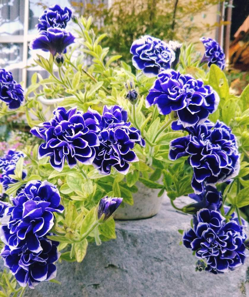 ペチュニア 花衣 藍染の投稿画像 By ひよこさん 冬越しとペチュニア花衣 藍染とありがとう と ペチュニア フォトコンテストと植物だいすきと花のある暮らしと小さな庭と青い花と冬越しとペチュニア花衣 藍染とありがとう と ペチュニア フォトコンテストと植物