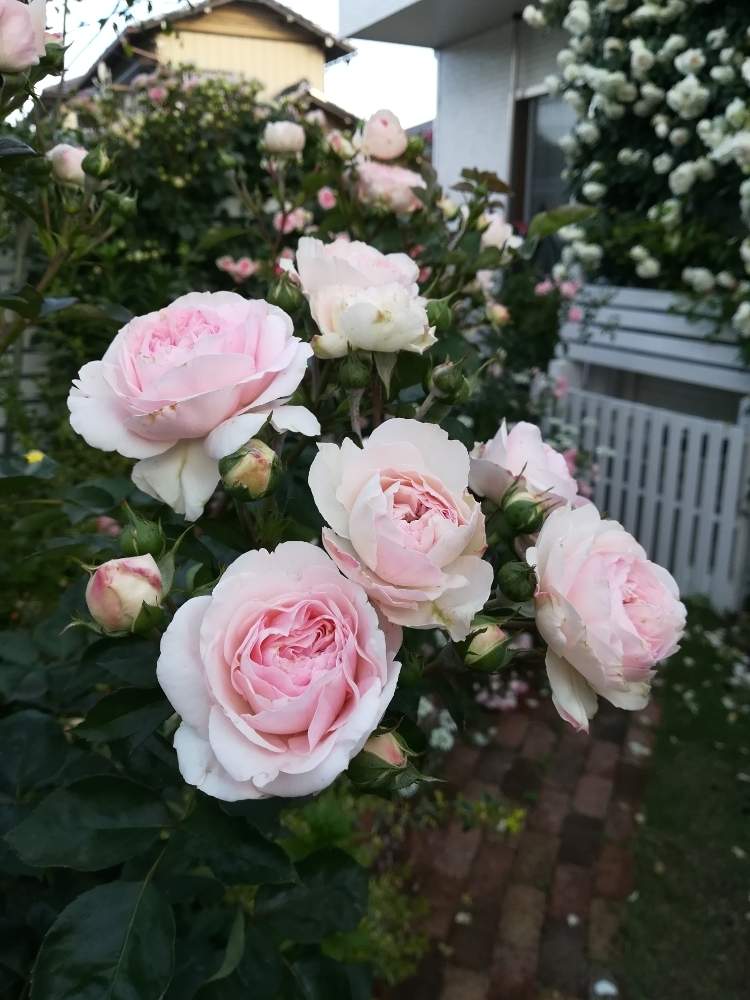 バラ マリアテレジアの投稿画像 By Puttinさん 小さな庭とばら バラ 薔薇と手作りの庭とピンクのバラ とマイガーデンとガーデニングと花のある暮らしとバラの地植えとローズガーデンとロザリアンとばら バラ 薔薇と手作りの庭とピンクのバラ とマイガーデンと