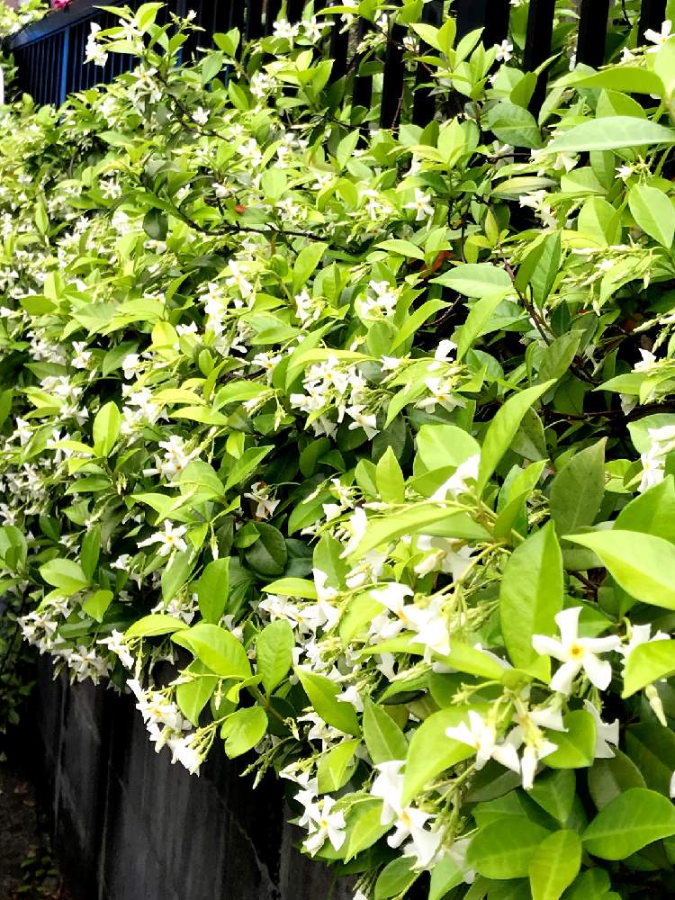 今日もがんばろの投稿画像 By やま7さん 花のある暮らしとかわいいな とあおぞらと自然が好きとテイカカズラの花 19月5月23日 Greensnap グリーンスナップ