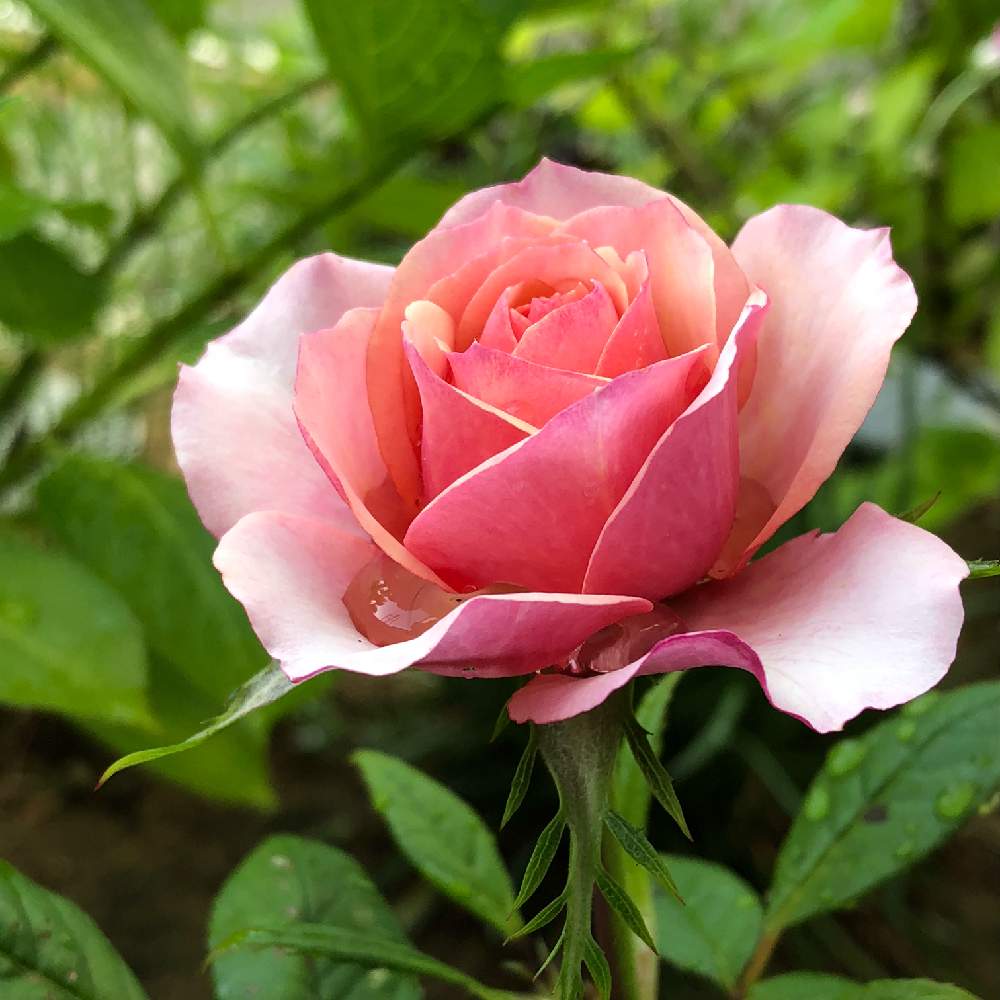 薔薇の投稿画像 By ポコさん 小さな庭と見頃と可愛い花とマイガーデンと庭づくりと低木とピンク色の花とガーデニングと花のある暮らしと地植えと見頃と可愛い 花とマイガーデンと庭づくりと低木とピンク色の花とガーデニングと花のある暮らしと地植え 19月5月23日