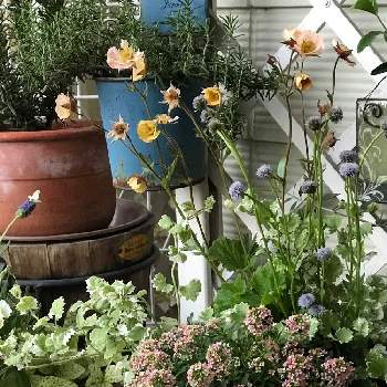 ゲウム・マイタイの画像 by Rosemaryさん | 玄関とゲウム・マイタイとグレコマ☆と花でお出迎えとグロプラリアプンクタータ