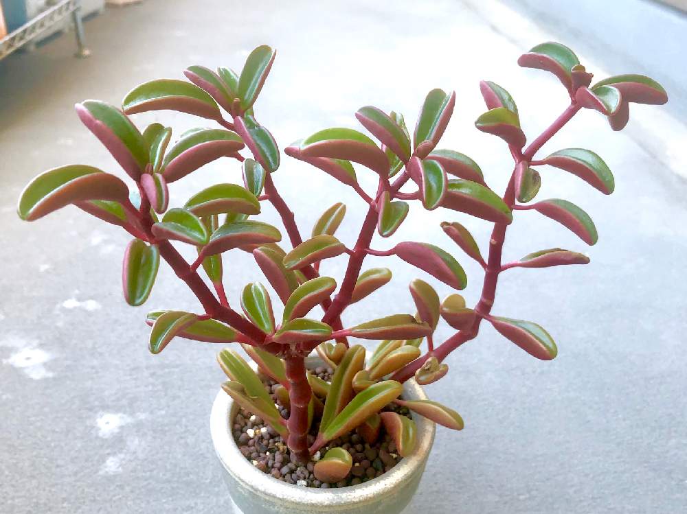 ペペロミアの投稿画像 By Co2さん グラベオレンスとペペロミアグラベオレンスと多肉植物とベランダ多肉と多肉女子とペペロミア属と徒長 19月5月23日 Greensnap グリーンスナップ